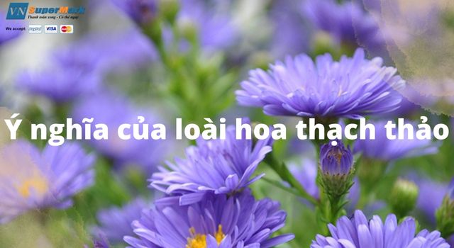 Ý nghĩa của loài hoa thạch thảo